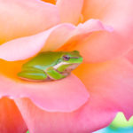 frog